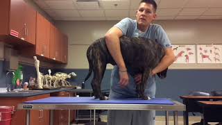 VTI  FW Lateral Recumbency amp Saphenous Venipuncture  Canine [upl. by Inilam]