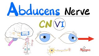 Abducens Nerve  Cranial Nerve 6 CN VI  Cavernous Sinus Syndrome Pseudotumor cerebri [upl. by Elem]