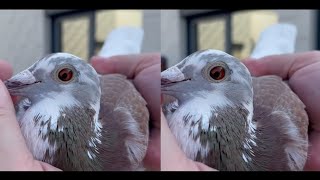 Racing Pigeons  Super Van Den Bulck [upl. by Eglanteen]