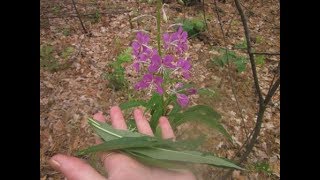 Иванчай кипрей узколистный Epilobium angustifolium Часть 1 Сбор иванчая как выглядит иванчай [upl. by Shamma340]