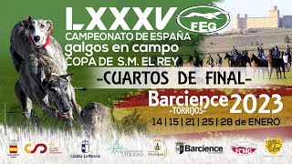 Mejores momentos de los Cuartos de Final quot LXXXV CTO DE ESPAÑA DE GALGOS EN CAMPOquot [upl. by Arlinda]