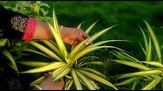 How to grow and care pandanus plant in home in kannada [upl. by Esereht]