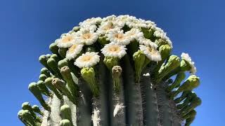 🌵Saguaro of the Day🌵 FLORIA OUCHIA Has So Many Flowers 😁🤩💕  Darby Well Road near Ajo AZ 🌴 [upl. by Eward]