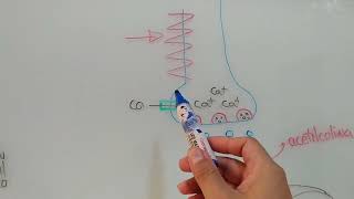 parte final de farmacodinamia de Broncodilatadores [upl. by Wilkinson]