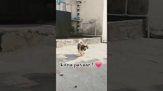 ab app hi bato yaad  8307107281dog puppy dogbreed pets shitzhupuppies puppypic [upl. by Annaehr]