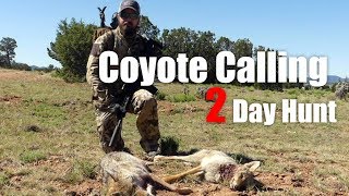 Coyote Calling in May x8 Called in [upl. by Zelde]