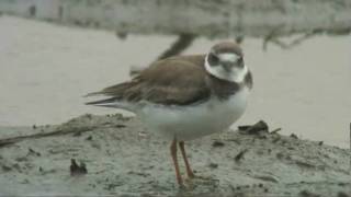 Semipalmated Plover ミズカキチドリ [upl. by Sloan]