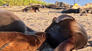 Our Galapagos Journey  Extended Version [upl. by Maximilien]