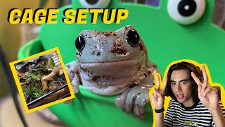 Upgrading my Whites Tree Frog Setup dumpy tree frog enclosure [upl. by Ahseem523]