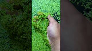 Duckweed shortsindia [upl. by Ribak]