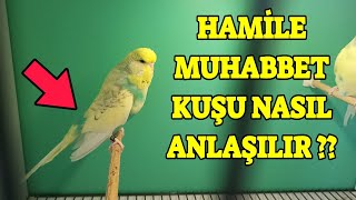 HAMİLE MUHABBET KUŞU NASIL ANLAŞILIR [upl. by Stacee528]