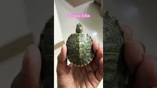 My baby red earslider turtle 2 week groth turtlelover tortoise turtlelove turtley turtlediary [upl. by Arutek]