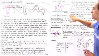 Distal Convoluted Tubule [upl. by Myra]