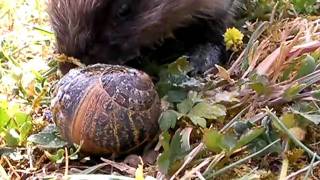 herisson qui mange un escargot [upl. by Arty]