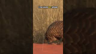 Ground Pangolin Walking Ditty funnyanimals kidslearning pangolin naturevideo kidsvideos [upl. by Tybald]