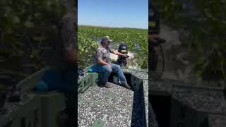 Freedom Outboard  CUSTOMER CLIP  Wes with C4 Outdoors playing in Lilly Pads in South FL [upl. by Ytrebil]