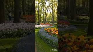 Keukenhof nederland [upl. by Alaham]