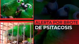 ALERTA POR BROTE DE PSITACOSIS se detectó a partir del estudio de casos de neumonía aguda grave [upl. by Gamali790]