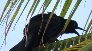 ZANATE Great Tailed Grackle Call and Incredible Singing [upl. by Serrano]