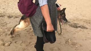 Degenerative Myelopathy GSD 2018 [upl. by Nimesay]