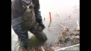 Trapping Muskrats by the 1000s with Rich Kaspar [upl. by Farlay186]