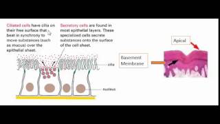 Apical and basement membrane [upl. by Terencio]