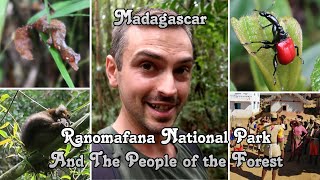 Madagascar Ranomafana National Park and the last Greater Bamboo Lemur [upl. by Joey]