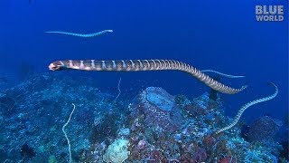 Sea Snake Island  JONATHAN BIRDS BLUE WORLD [upl. by Iad]