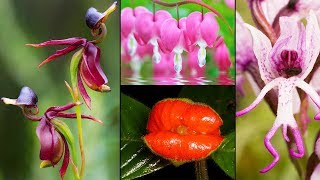 Different Shapes of Flowers With Names  Ghost Orchid Parrot Flower [upl. by Rawdan]