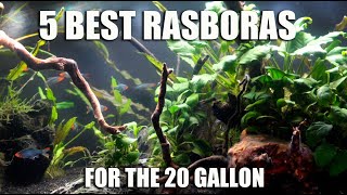 5 Best RASBORAS For The 20 Gallon or Smaller 💙❤️💚 [upl. by Ellevehs885]