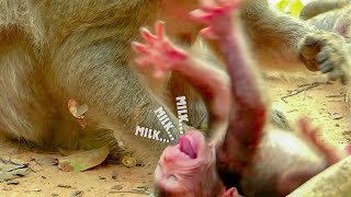 Milk Milk Newborn baby monkey crying tantrum shout out loudest [upl. by Chapin]