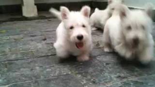 Filhotes Scottish Terrier  Scottish Terrier Puppies [upl. by Antonino]