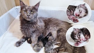 Cat Giving Birth to 4 Kittens  Maine Coon Luna [upl. by Igal]