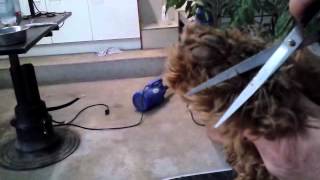 Grooming your labradoodle  Knippen van het haar tussen voetzooltjes [upl. by Othello844]