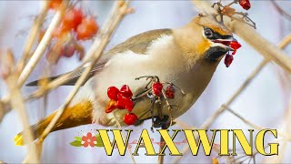 WAXWINGS in the UK Bombycilla garrulus [upl. by Nomahs]