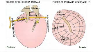 Tympanic membrane clinical anatomy of pinna and tympanic membraneshmc corona learning initiative [upl. by Madson843]