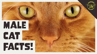 5 Facts About the Male Cat [upl. by Lehcer]