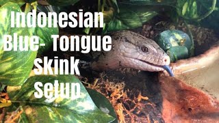 Indonesian Blue Tongue Skink Enclosure Setup How To [upl. by Janicki]