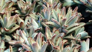 En 4 minutos guía de cuidados de Kalanchoe Tomentosa [upl. by Odlanyer]