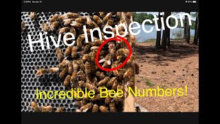 Beekeeping for Beginners  Incredible Hive Inspection  Awesome Resultts [upl. by Alilad409]