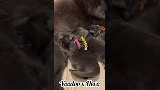 Voodoos Newborn Puppies germanshepherd [upl. by Saunders670]