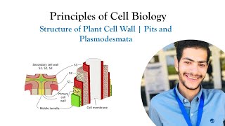 Lecture 3  The Structure of Plant Cell Wall  Pits and Plasmodesmata  Principles of Cell Biology [upl. by Stucker]