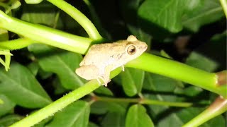 Johnstones whistling frog  Rana silbadora de Johnstone ‘Eleutherodactylus johnstonei’ [upl. by Skelton510]