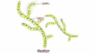 Introduction to Fungi for the USMLE Step 1 [upl. by Owen822]