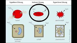 Biomembranen Zellbiologie Vorlesung 5  english subtitles [upl. by Tiena]