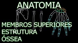 Aula Anatomia  Membros Superiores  Estrutura Óssea  Anatomia Humana Osteomuscular [upl. by Ykcul131]