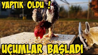 POSTA VE TİPLER BİRLİKTE UÇABİLDİ Mİ  SERA DA SON DURUM NEDEN YUMURTA KESİL Dİ [upl. by Htebizile]