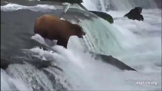 Live Watch as brown bears catch salmon in the Katmai National Park and Preserve at King Salmon AK [upl. by Pontone939]