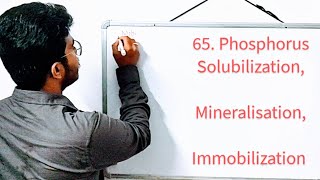 65 MINERALIZATION IMMOBILIZATION amp PHOSPHORUS SOLUBILIZATION  A SOIL PROFILE PROCESS [upl. by Ecnadnac]