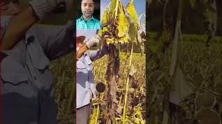 সূর্যমূখি সংগ্রহ পদ্ধতি। Sunflower cultivation viralshort agriculture ytshorts trending video [upl. by Cr]